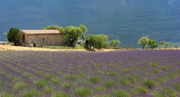 Paysage de Provence 