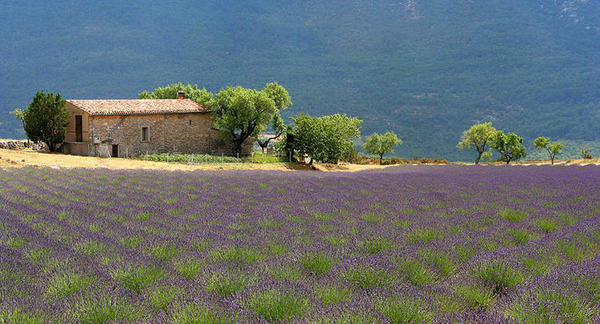 Paysage de Provence